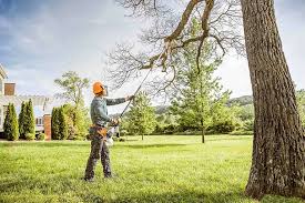 How Our Tree Care Process Works  in  Franklin, CA