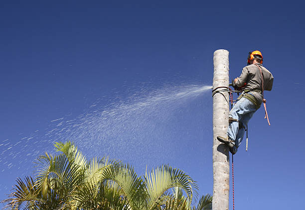 Best Tree Risk Assessment  in Franklin, CA