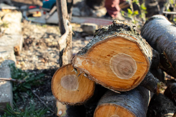 Best Tree Cabling and Bracing  in Franklin, CA