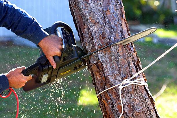  Franklin, CA Tree Care Pros