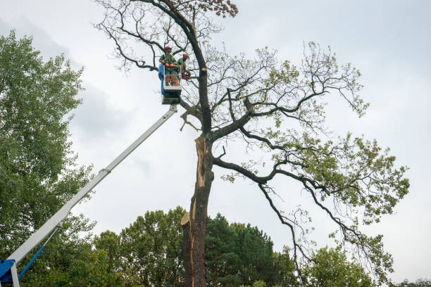 Best Tree Health Inspection  in Franklin, CA