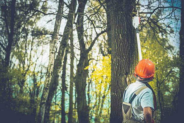 Best Tree Trimming and Pruning  in Franklin, CA